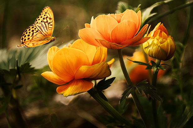 Toronto-Psychotherapist-Services 
